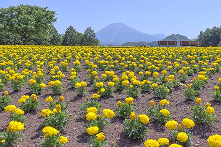 ☆マリーゴールド・花の丘5月19日（3）-440.jpg