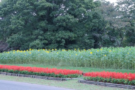 ヒマワリ・東館裏11月5日（2）.JPG