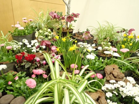 2026.2.6 (クリスマスローズ展) (寄せ鉢7).JPG