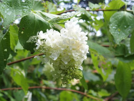紅葉の庭）ノリウツギ・ミナヅキ2025-8-5 (2).JPG