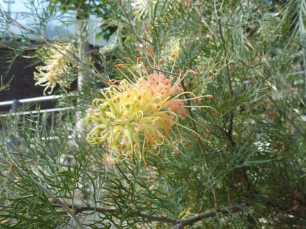 ドーム）グレビレア・ピーチアンドクリーム2026.2.5 (1).JPG