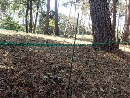 2026.3.16.カタクリ (223).JPG