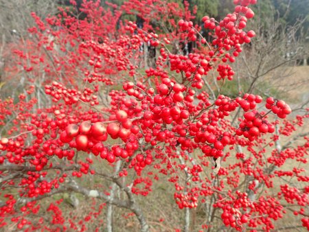 2025.12.9 (ウメモドキ49).JPG