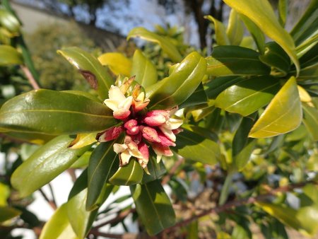 2026.2.13 (ジンチョウゲ2).JPG