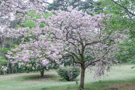 01★サクラ・マツマエ・桜の広場4月17日（22）.JPG