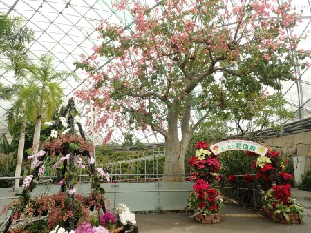 2025.12.4 (西入り口トックリキワタ・ランツリー・ポインセチア21).JPG