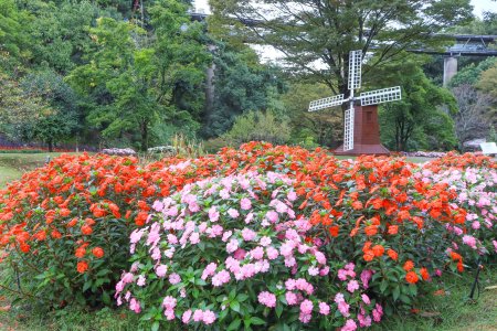 花の谷10月4日（サンパチェンス2）.JPG