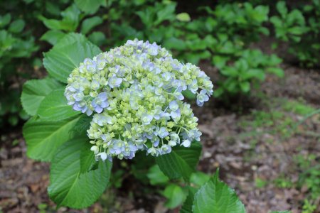 IMG_984花手毬4.JPG