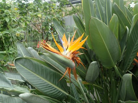 2025.12.4 (ストレリチア5).JPG