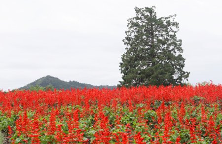 サルビア・花の丘9月23日（112）.JPG