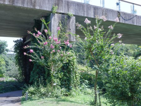 サルスベリ・花の谷7月30日2.JPG