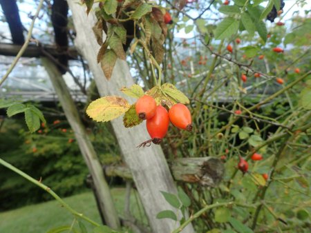 2025.10.15 (ローズヒップ) (スイートブライヤー124).JPG