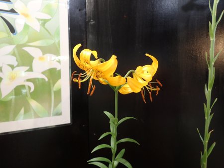 2025.5.29 (原種ユリ展) (キバナコマユリ9).JPG