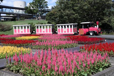 フラワトレイン・水上花壇10月2日（42）IMG_3699.JPG