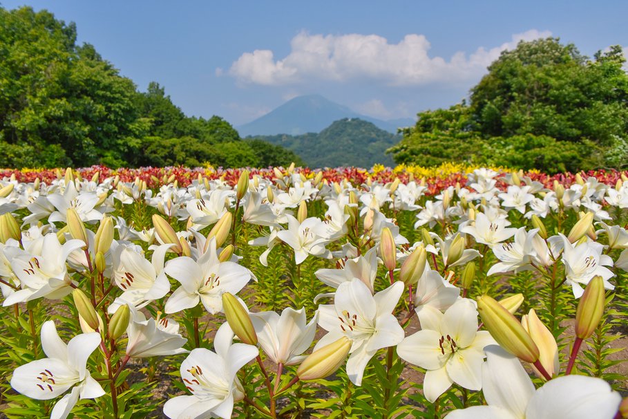 ゆりまつり・秘密の花園.jpg