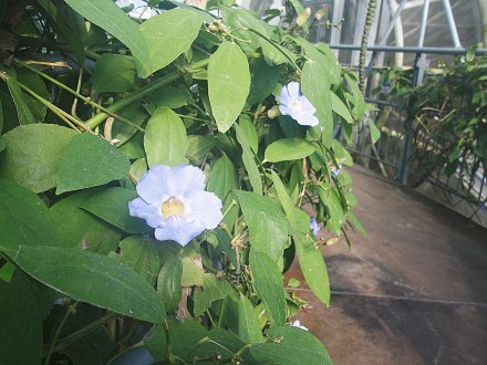 南館）ベンガルヤハズカズラ2026.1.29 .JPG