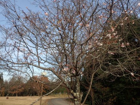 2025.12.10 (桜の広場・ジュウガツザクラ7) (22).JPG