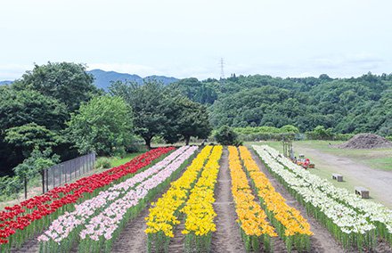 ユリ・秘密の花園６月17日（1）440.jpg
