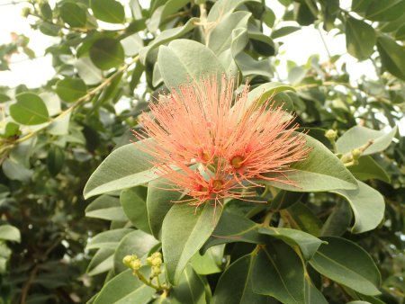 2026.1.28 (ドーム・) (メトロシデロス・エクスケルサ10).JPG