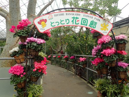 2026.1.20ドーム (シクラメンゲート6).JPG