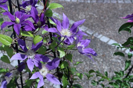 香りの広場8月10日（12）IMG_2137.JPG