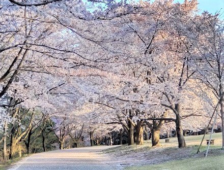 ソメイヨシノ