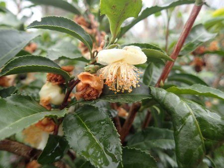 2025.12.14 (ハーブ園・チャノキ224).JPG