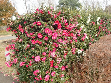 2025.12.23 (サザンカ生垣282).JPG