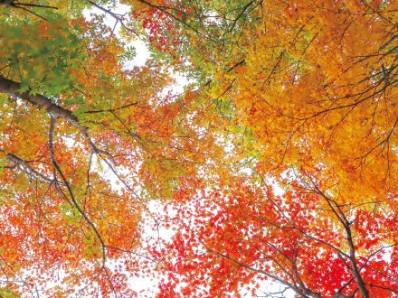 紅葉ウィーク