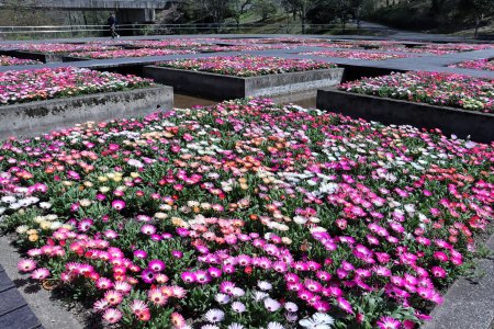 水上花壇リイングストンデージー