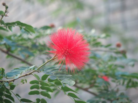 2026.1.16ドーム）キャリアンドラ (1).JPG