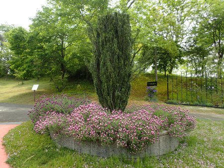 2025.5.15 (ラベンダー9).JPG