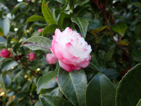 2025.11.30 (サザンカ21) (八重2).JPG