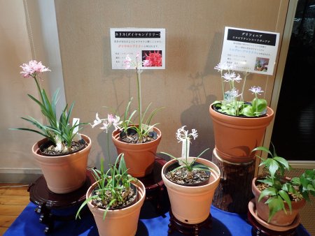 2025.12.31 (ネリネ鉢24).JPG