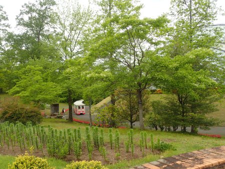 2026.4.29 (ヒトツバタゴ全景66).JPG