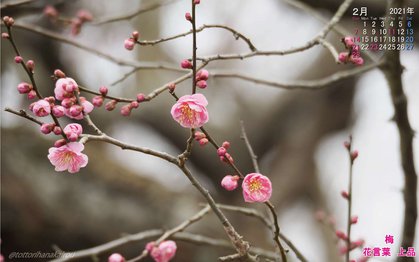 壁紙 21年2月の壁紙を作成しました とっとり花回廊