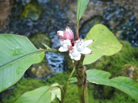南館）ピンクバナナ2026.1.29 (3).JPG