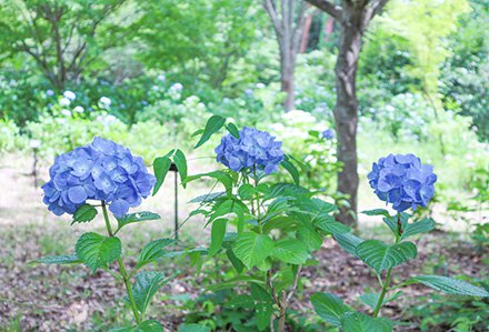 09★アジサイ・ブルダイヤモンド・北館奥6月17日（1）-440.jpg