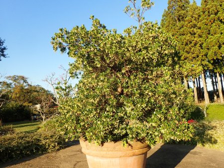 2025.10.29 (グレイスガーデン) (イチゴノキ27).JPG