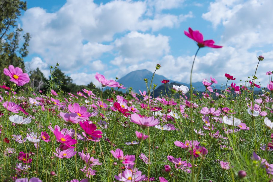 秘密の花園　コスモス編 (3).JPG