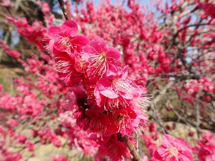 紅梅花の谷アップ7.JPG