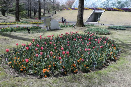 チューリップ・ヨーロピアンガーデン4月5日（21）IMG_5239.JPG