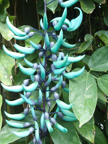 南館）ヒズイカズラ2026.3.13 (3).JPG