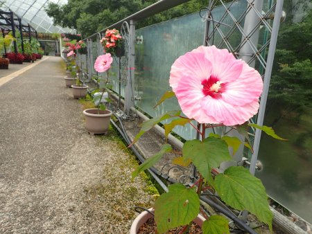2026.7.13 (タイタンビカス) (プロムナード橋1).JPG