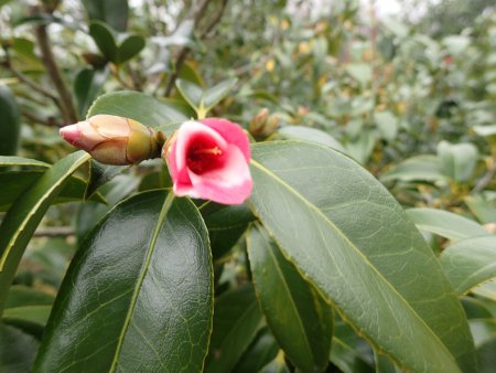 2026.2.16 (サザンカ・ツバキ) (24).JPG