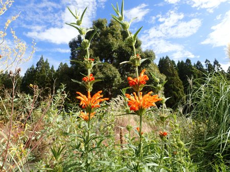 2025.11.12 (グレイスガーデンレオノチス14).JPG