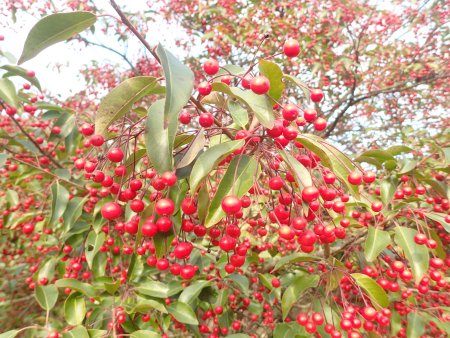 2025.12.10 (ソヨゴ232).JPG