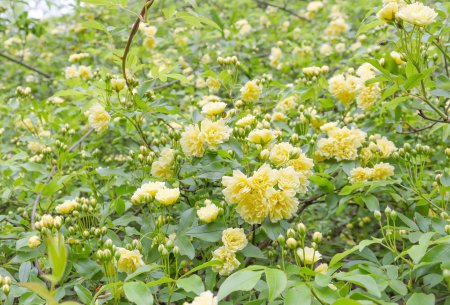 キモッコウバラ・花の谷奥4月17日（12）.JPG