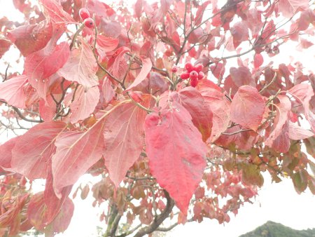 2025.10.15 (木の実) (ハナミズキ23).JPG