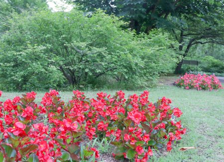 ベゴニア・赤・花の谷6月16日（23）.JPG